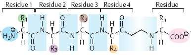 PEPTÍDEO Resíduo N-terminal Resíduo C-terminal OLIGOPEPTÍDEOS: 2 a 10 resíduos de aminoácidos. Exemplos: dipeptídio (2 aminoácidos), tripeptídio (3 aminoácidos), tetrapeptídio (4 aminoácidos), etc.