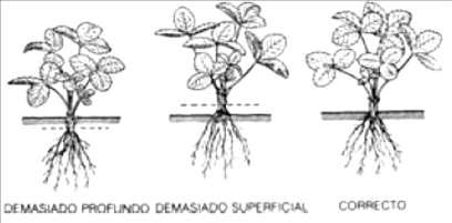 HOSPEDEIRO AMBIENTE PATÓGENO Manuseio adequado das plantas e