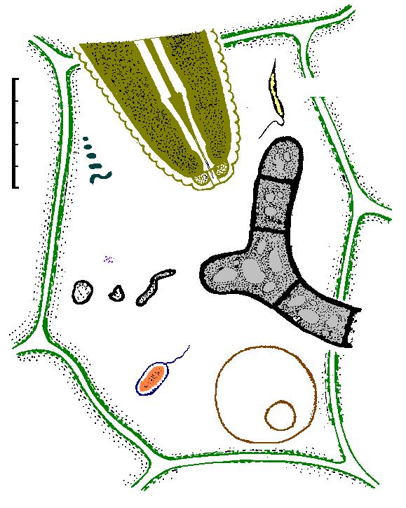 5 4 3 2 1 0 Partículas virais Cabeça do nematóide Protozoário Viróides