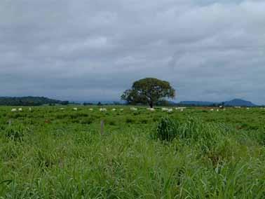 regido pelas leis da natureza O boi cria a fazenda e esta, o