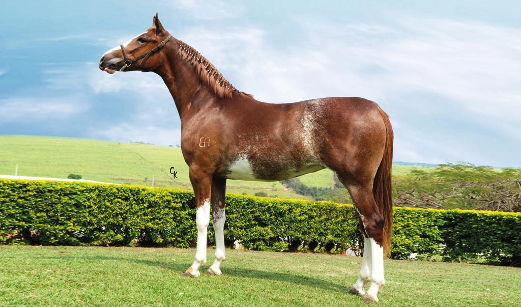 HÉRCULES DA JANGA (T.E.) QUARTZO JES (T.E.) MUSA DA COPI FEITICEIRO LMN NOBREZA DO EFI (T.E.) MOLDURA DA FUMACA FORRÓ R BIRMÂNIA DO CEDRO ALTO FUGALAÇA DA NOVA PRATA FIRENZE DAS TRES FRONTEIRAS ESTALO GPI DISPARADA DA MONTE SERENO TURBANTE J.