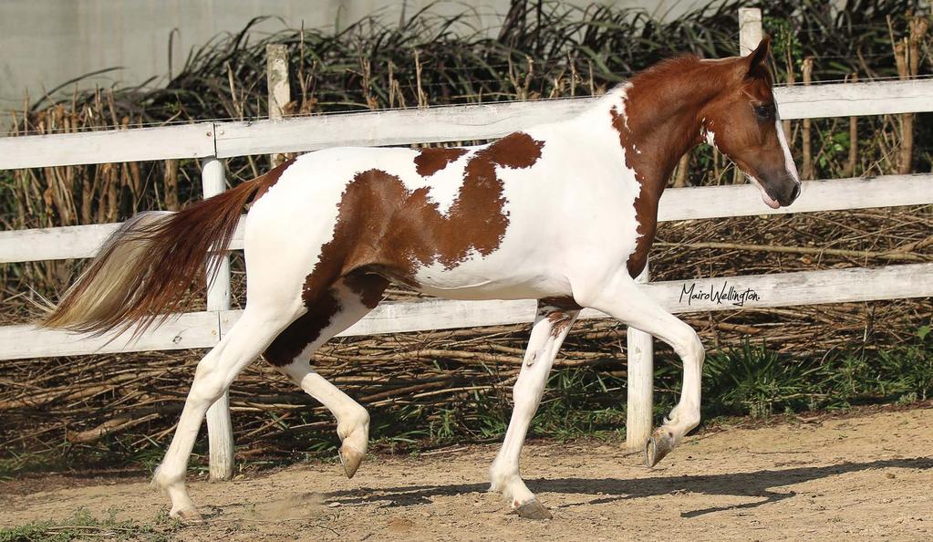 JOAZEIRO CER PIMPOLIO DOS 4 PRIMOS LINDEZA S.H. HÉRCULES DA MATTA ARAUCARIA BI TURCA BI IDIOMA DA SÃO JOSÉ BANDARILHA DAS SETE VOLTAS EVEREST LOBOS ROTARIA ATLAS RN IRIS DO JEK BOM DIA J.O. NIAGARA BI REQUINTE LUNA VENDEDOR: HARAS ARKLYS MGL - MACHO - 05/01/2014 - PAMPA DE ALAZÃO - REG.