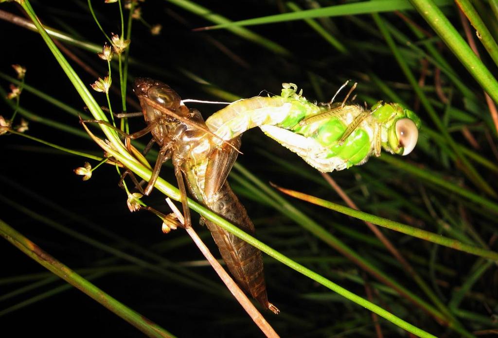 Larva de libélula no momento da última troca de pele, já