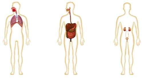 Sistema Nervoso Sistema Ósseo Sistema Muscular Sistema Circulatório Sistema Respiratório Sistema Digestivo Sistema Excretor Figura 1 Exemplos de sistemas componentes do corpo humano.