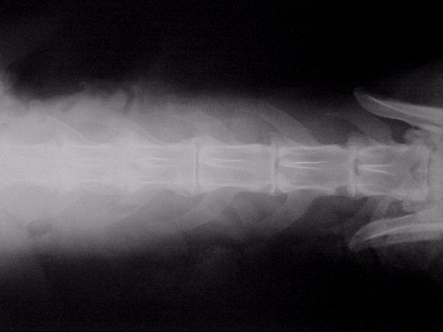 espaços intervertebrais lombares 1 e 2 (L1 e L2), 2 e 3 (L2 e L3), 3 e 4 (L3 e L4), 4 e 5 (L4 e L5), 7 e sacral 1 (L7 e S1) (Fig. 1).