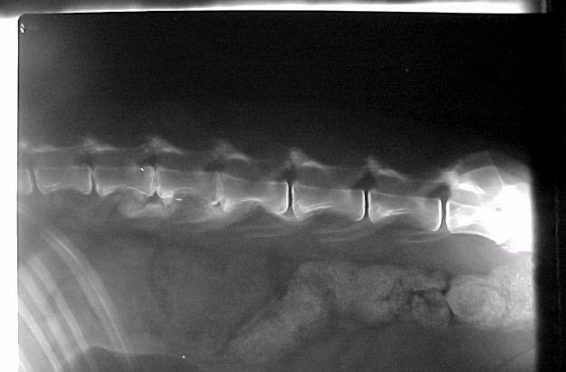 &G Figura 2. Imagem radiográfica de coluna lombar de uma onça parda, macho (Puma concolor) de 14 anos de idade. As setas indicam presença de osteofitose.