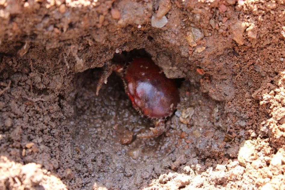 Ressalta-se que, a fauna do parque vem sendo estudada desde 2005 e nenhum registro de crustáceos desta espécie foi registrado anteriormente nos transectos da margem da represa (PEREIRA, 2012).