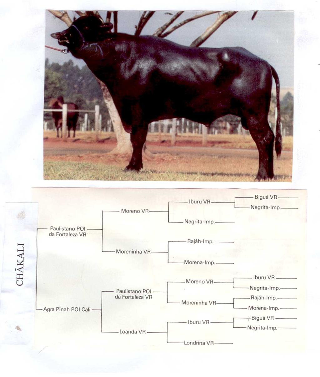 5. Considerando o pedigree abaixo, pede-se: a) Calcular o coeficiente de endogamia do touro Chãkali. b) Calcular o coeficiente de endogamia da vaca Agra Pinah POI Cali.