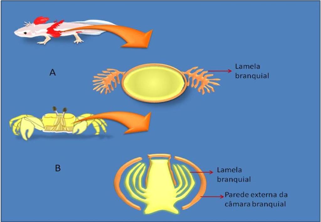 Nesta aula analisamos quais são os problemas enfrentados pelos animais que possuem brânquias ao respirar no ar e, quais as principais adaptações do sistema respiratório encontradas nos crustáceos