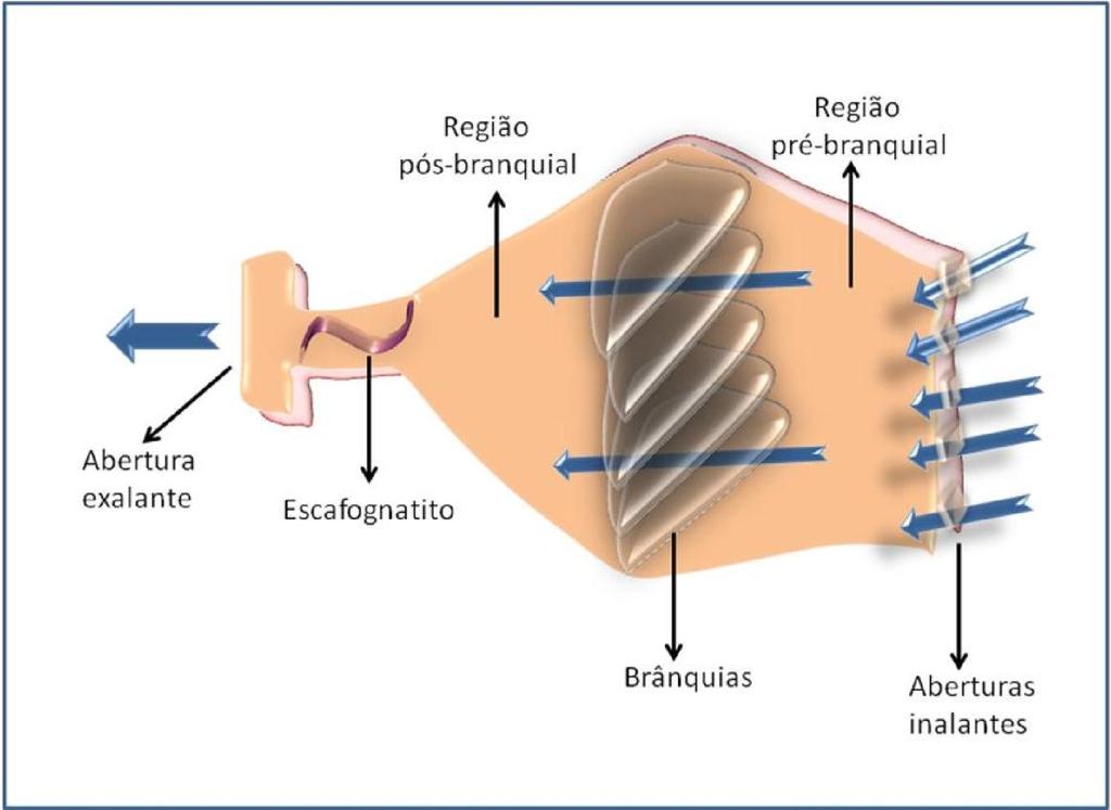 Figura 1- Padrões de disposição das brânquias dos animais aquáticos. A- brânquias externas, em que as lamelas branquiais estão diretamente expostas no meio externo sem proteção.
