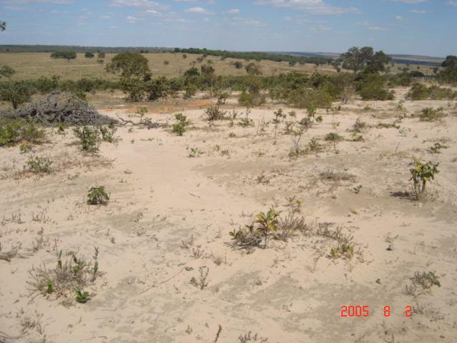 áreas de acúmulo de areia (areais), como mostra a foto 16 (A e B). A B Foto 16 (A e B) - Vista geral de areais na área de estudo, com solos desprovidos de vegetação natural e acúmulo de areia.