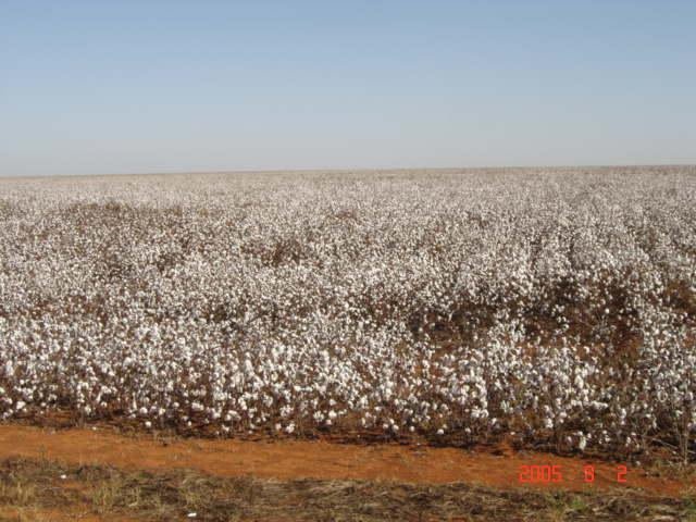 107 Foto 17 - Área com relevo plano e classe muito baixa suscetibilidade à arenização, intensamente cultivada, neste caso com algodão. Fonte: Erides C.