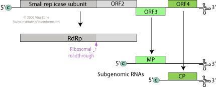 proteínas: capa proteica (CP), duas proteínas relacionadas à replicação e a proteína do movimento (MP) (Fig. 7) (Zaitlin, 1999). Figura 7.