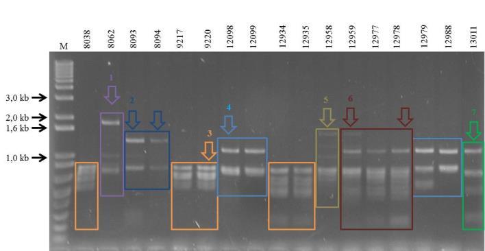 3.2 Amplificação do DNA circular viral por círculo rolante-polimorfismo dos comprimentos dos fragmentos e restrição do DNA viral (RCA/RFLP) A partir do DNA total amplificado por RCA e posterior
