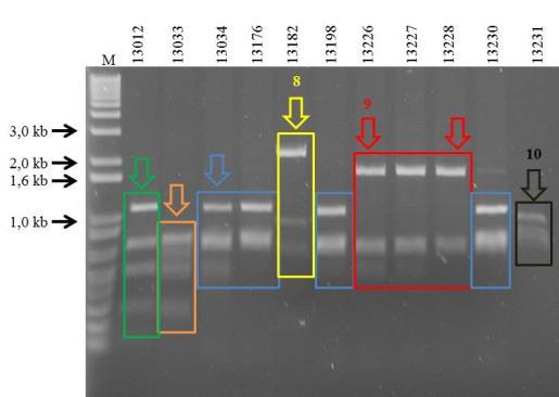 Gel de agarose 1% com o polimorfismo de restrição das vinte e oito amostras iniciais do trabalho com o produto da digestão do RCA a partir de DNA total de folhas de tomateiro expressando típicos