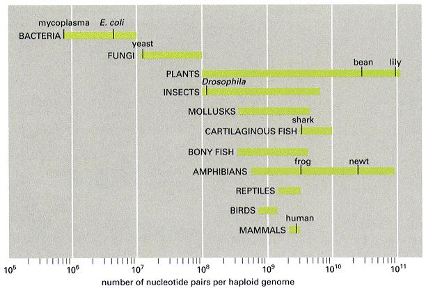 O tamanho do genoma não está relacionado com o número de genes e nem com a complexidade aparente de um organismo