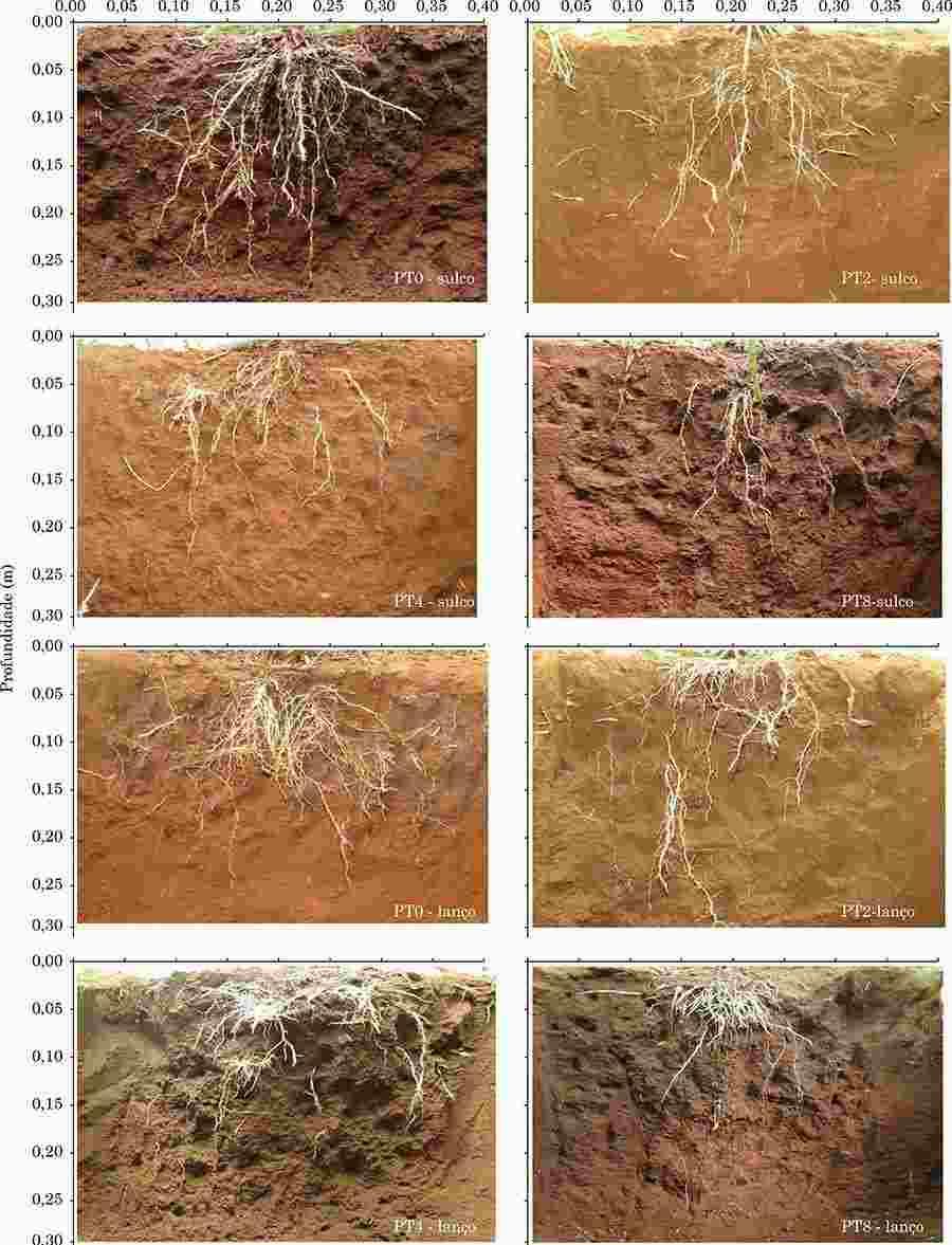 Distribuição das raízes do milho até 30 cm de profundidade do solo em