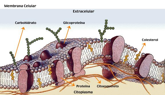 Glicolípido Proteínas intrínsecas ou integrada atravessam toda a bicamada fosfolipídica Colesterol