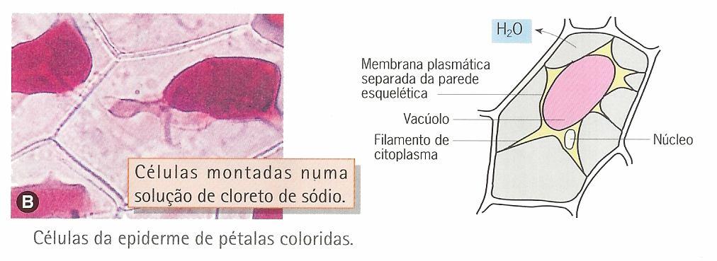 Na situação B, o meio extracelular, solução de cloreto de sódio a 12 %, é hipertónico em relação ao meio intracelular.