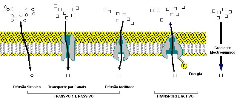 1. Em que sentido se processa o transporte activo?