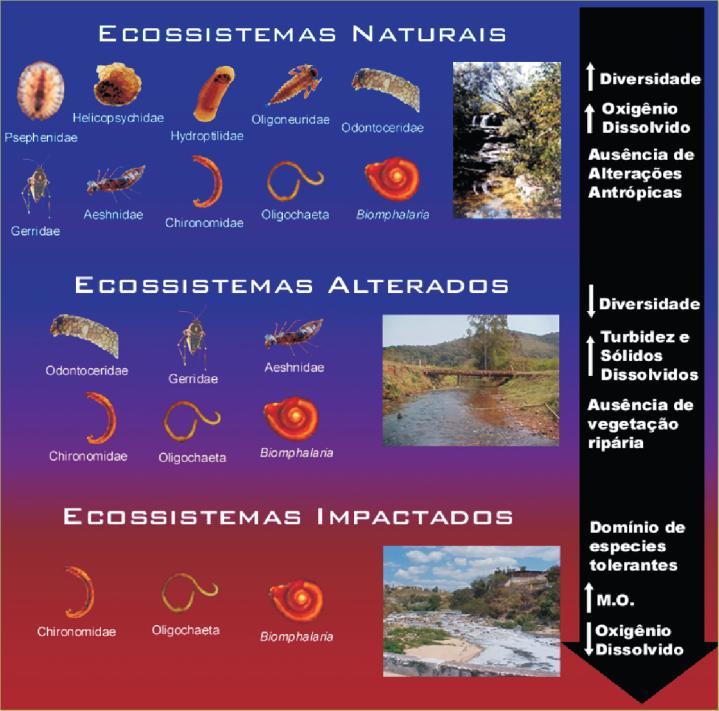 As larvas de Chironomus (Chironomidae, Diptera) são muito resistentes e podem viver em ambientes com pouco oxigênio por apresentarem um pigmento semelhante à hemoglobina (por isso são vermelhas),