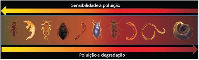 FIGURA 6. Sensibilidade à poluição de algumas ordens de macroinvertebrados bentônicos. Fonte: Projeto Manuelzão (UFMG). 2007.
