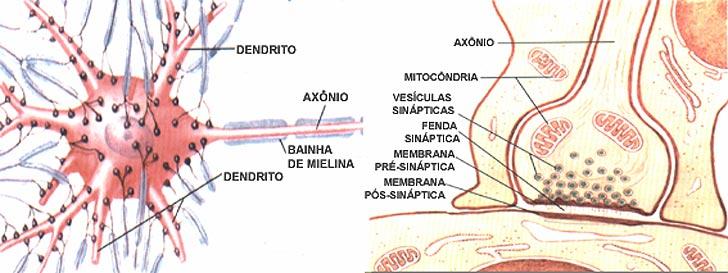 31 De uma maneira geral, a partir do corpo celular (ou soma, que é o centro dos processos metabólicos da célula nervosa) projetam-se extensões filamentosas que são os dendritos e o axônio.