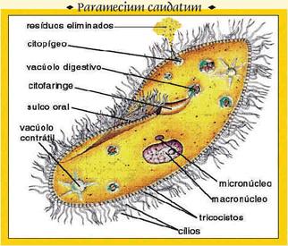 Entre eles estão os protozoários gigantes como os paramécios (Paramecium) muito usados em estudos; aqui estão os protozoários