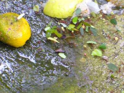 As formigas atacam plantas de citros,