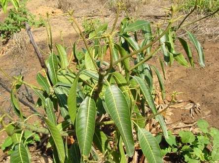 Amigos, as formigas fazem estragos nas plantas de