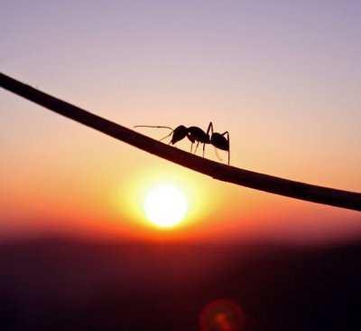 As formigas são insetos sociais e muito ativos durante a noite, mas em