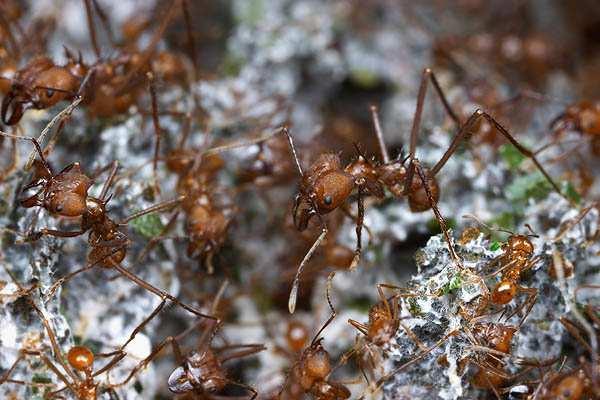 Bem pessoal, como nós vimos no inicio da aula, alem das saúvas, existe um conjunto de outras espécies de formigas cortadeiras chamadas de quenquéns.