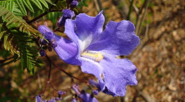 HINÁRIO ORAÇÃO Tema 2012: Flora Brasileira Jacarandá-boca-de-sapo