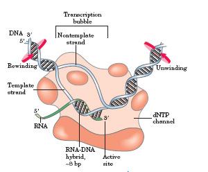 Somente uma das fitas do DNA