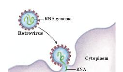Síntese de DNA á partir de RNA: a transcriptase