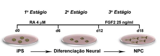 neurônios funcionais a partir de células ips