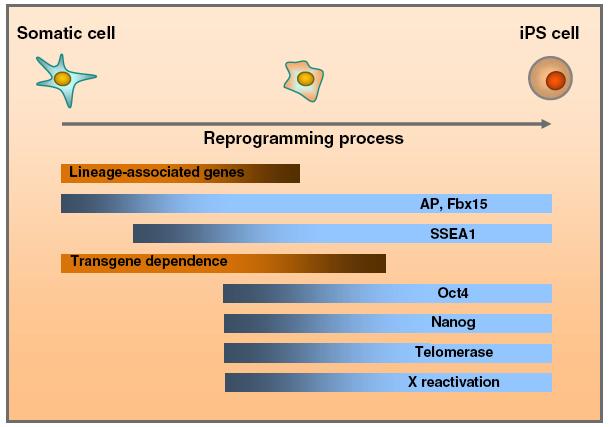 de Expressão Nível de Expressão Nível de Expressão Alterações transcricionais Up- regulaton de genes- chave e