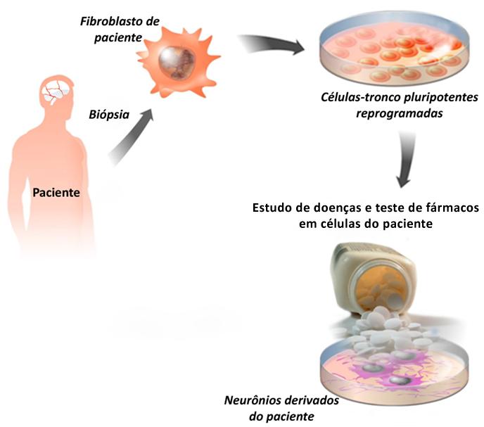 human induced pluripotent stem cells (ips) ipscs e Esquizofrenia 8