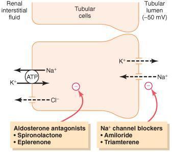 K +, a aldosterona estimula a reabsorção de Na + e secreção de K +.