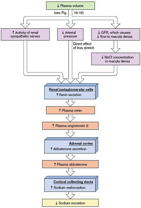 o Estimula amplamente a secreção de aldosterona (efeito explicado anteriormente); o Estimula diretamente a reabsorção de Na + e secreção de H +, por estimular a atividade da Na + K + ATPase na