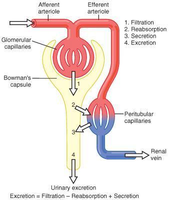 Secreção: Processo pelo qual moléculas não filtradas são eliminadas na urina, a partir dos capilares peritubulares.