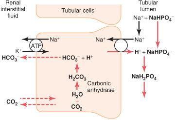 41, que há - formação de HCO 3 dentro da célula tubular, paralelamente à secreção de H +.