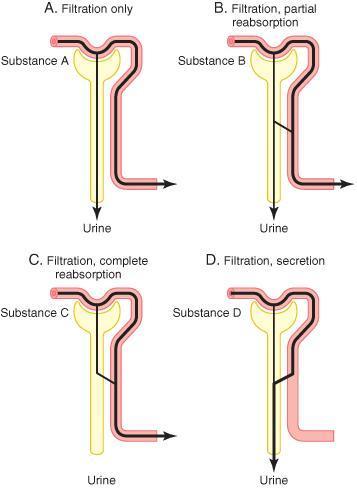 As propriedades de carga e tamanho das fenestrações determinam graus diferentes de filtrabilidade dos solutos. Dois fatores são particularmente importantes: seu tamanho (peso molecular) e sua carga.