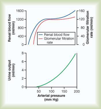 Três são as variáveis fisiológicas que regulam a pressão hidrostática glomerular: pressão arterial, resistência arteriolar aferente, e resistência arteriolar eferente.