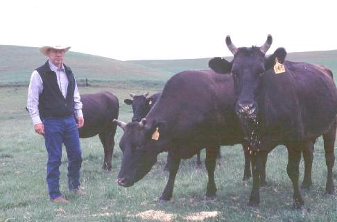 A primeira importação dessa raça para os EUA ocorreu em 1976 com a vinda de dois touros da linhagem Tottori Black Wagyu e dois touros da linhagem Kumamoto Red Wagyu.