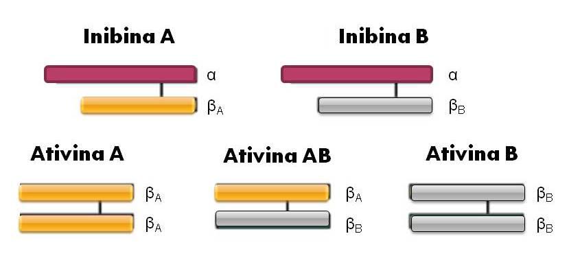 23 Inibinas e ativinas são proteínas da família dos TGF-β, uma superfamília que resulta da associação de subunidades α e/ou β.