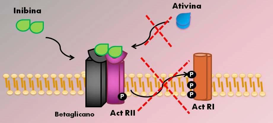 Quando se liga no ActRII, a inibina antagoniza a ação da ativina, por não permitir que este recrute ActRI.