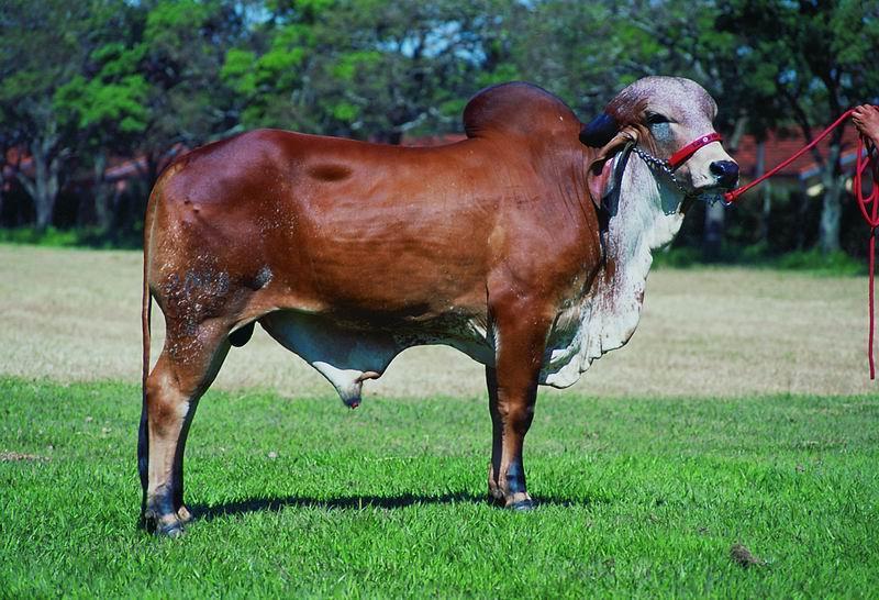 PALMA - LUZIÂNIA/GO JOAQUIM DOMINGOS RORIZ AGROPEC.