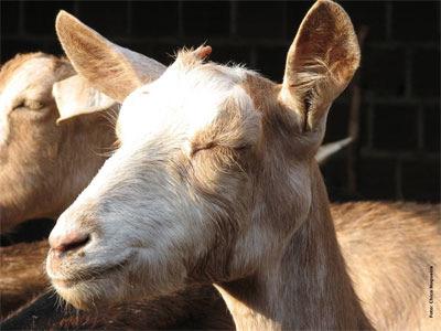 Página 3 de 7 Essas duas enfermidades agalaxia contagiosa e a verminose estão diretamente relacionadas ao manejo e ao ambiente onde são criados os animais.