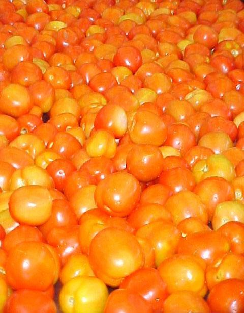 Manual para a Produção em Pequena Escala de Conserva de Tomate Desidratado 13 Seleção Os tomates sofrem uma